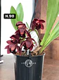 Orquídeas Cymbidium de Coleção com 3/4 bolbos cada - Miniatura 38