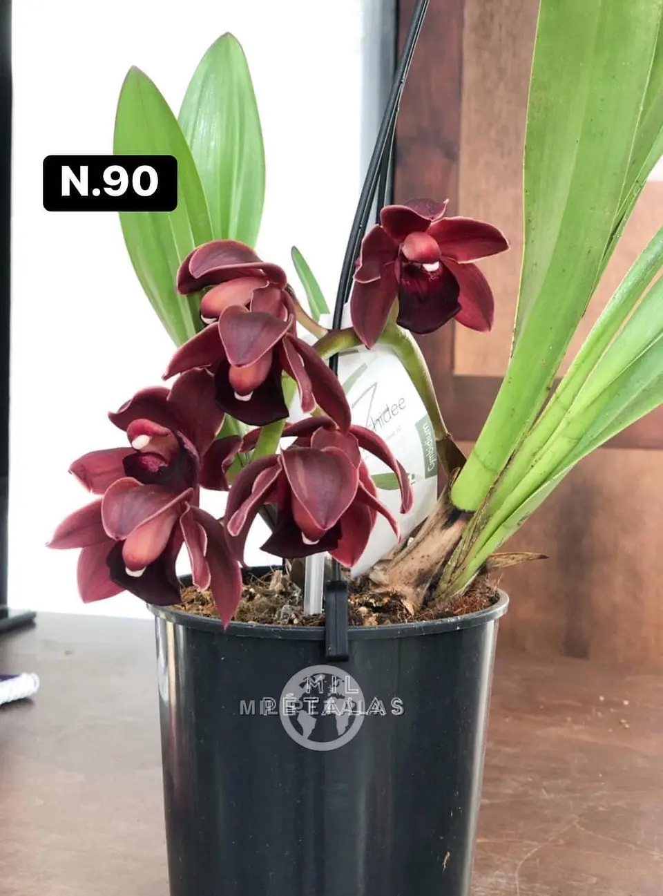 Orquídeas Cymbidium de Coleção com 3/4 bolbos cada 38