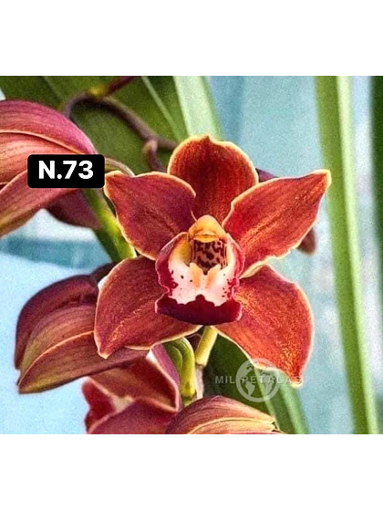 Orquídea Cymbidium coral