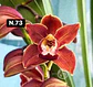 Orquídeas Cymbidium de Coleção com 3/4 bolbos cada - Miniatura 21
