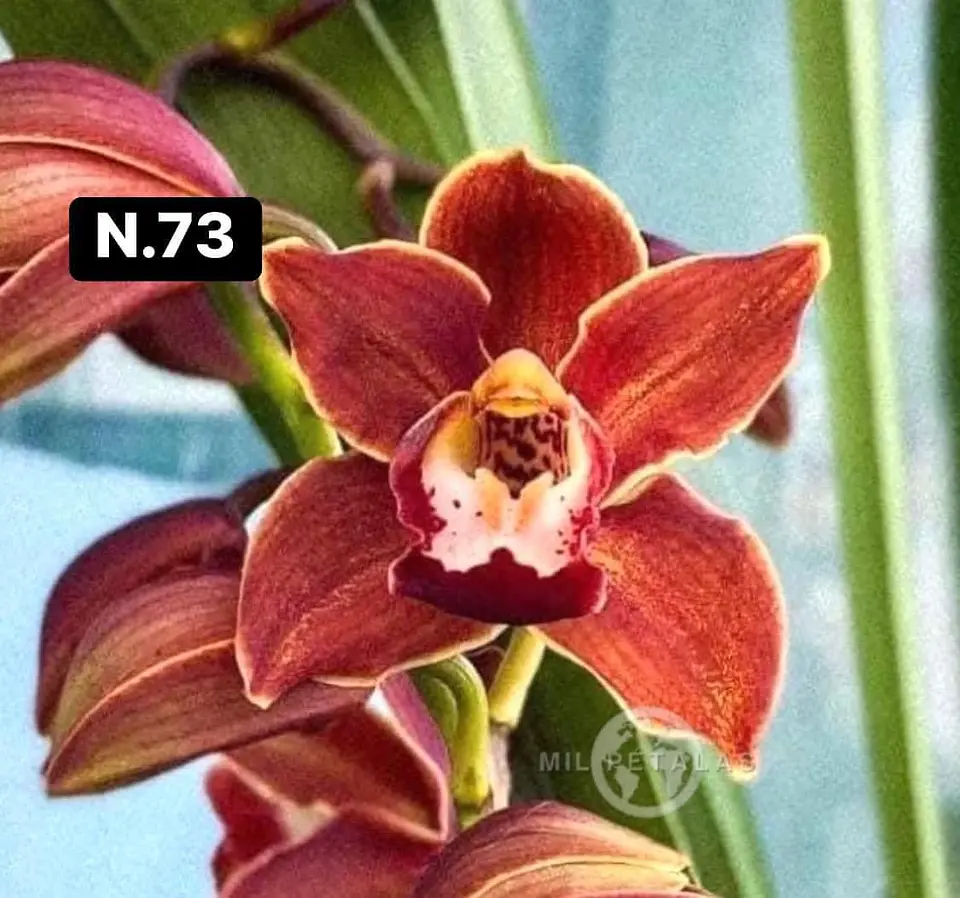 Orquídeas Cymbidium de Coleção com 3/4 bolbos cada 21