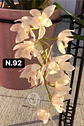 Orquídeas Cymbidium de Coleção com 3/4 bolbos cada - Miniatura 40