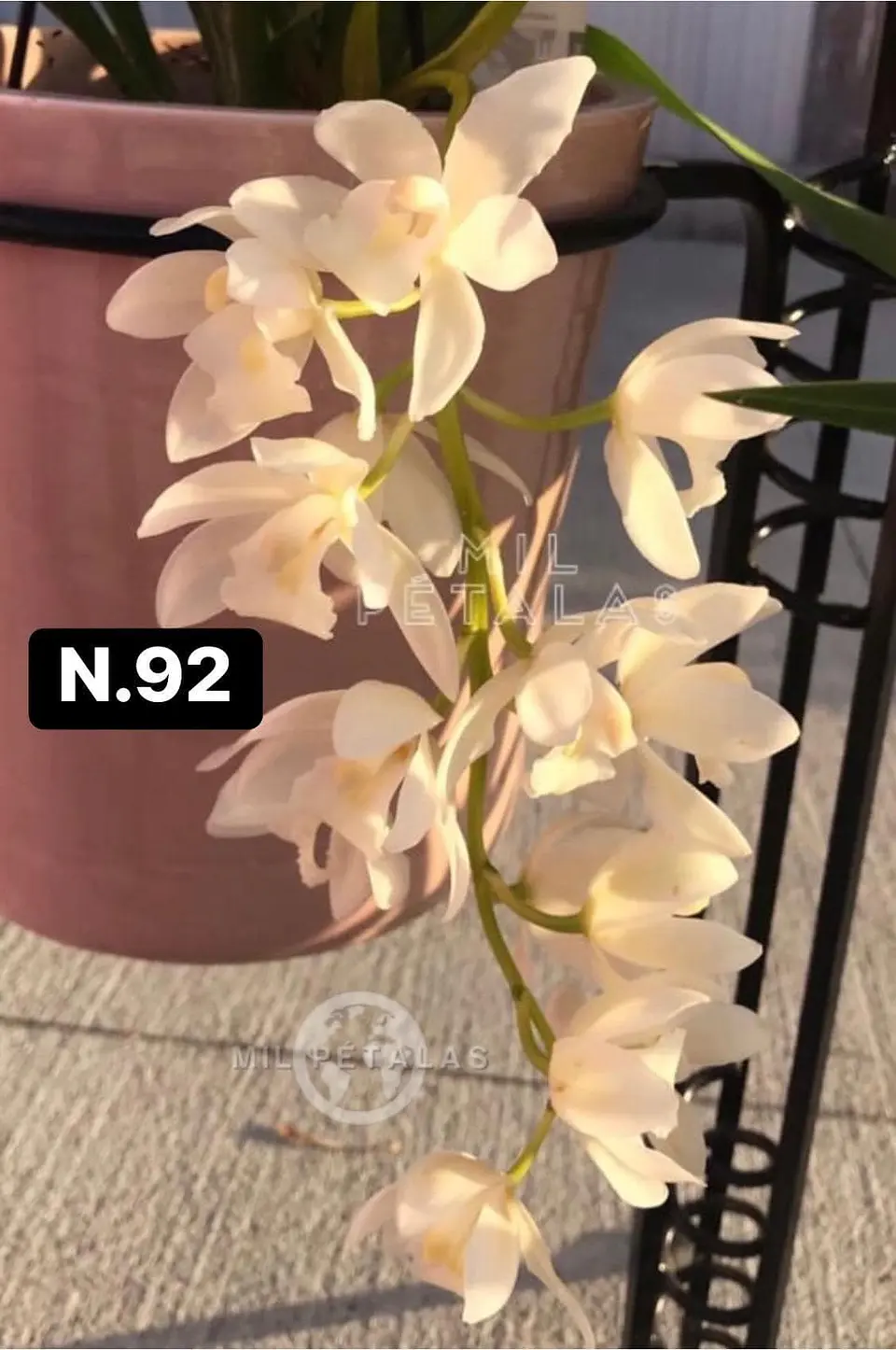 Orquídeas Cymbidium de Coleção com 3/4 bolbos cada 40