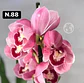 Orquídeas Cymbidium de Coleção com 3/4 bolbos cada - Miniatura 36