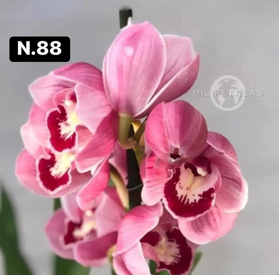 Orquídeas Cymbidium de Coleção com 3/4 bolbos cada 36