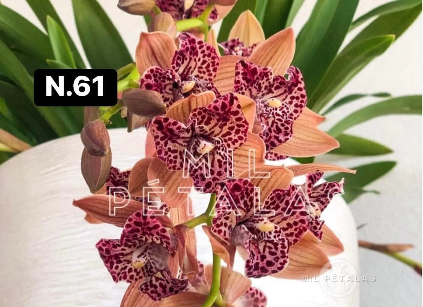 Orquídeas Cymbidium de Coleção com 3/4 bolbos cada 11