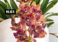 Orquídeas Cymbidium de Coleção com 3/4 bolbos cada - Miniatura 11