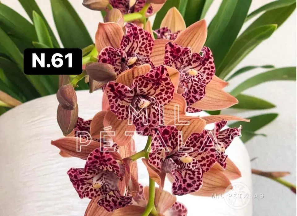 Orquídeas Cymbidium de Coleção com 3/4 bolbos cada 11