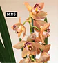 Orquídeas Cymbidium de Coleção com 3/4 bolbos cada - Miniatura 33
