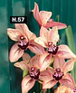 Orquídeas Cymbidium de Coleção com 3/4 bolbos cada - Miniatura 7