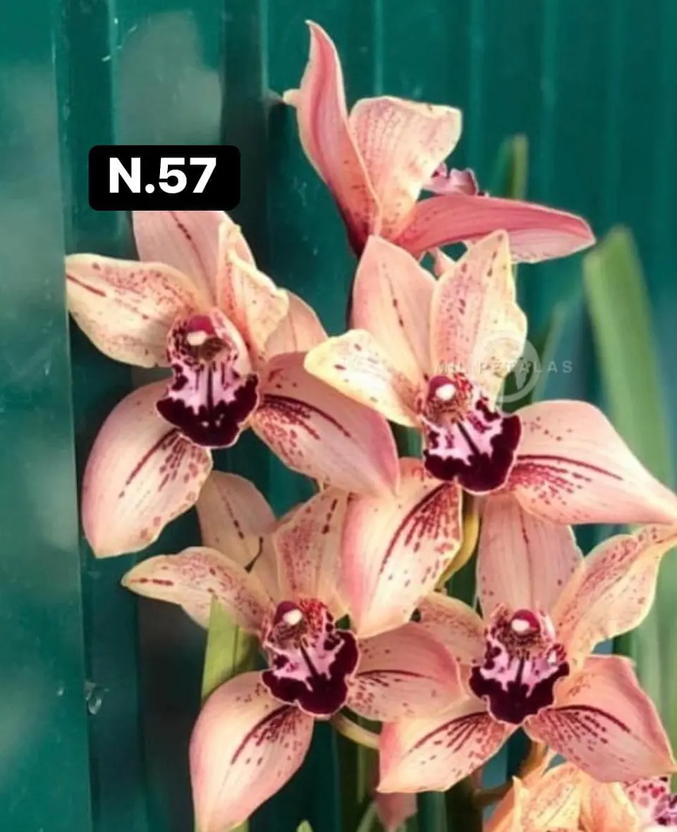 Orquídeas Cymbidium de Coleção com 3/4 bolbos cada 7