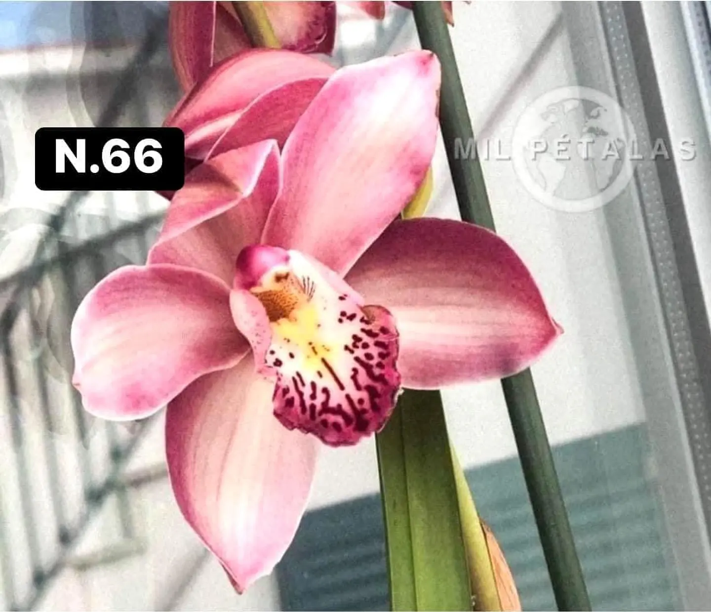 Orquídeas Cymbidium de Coleção com 3/4 bolbos cada 14