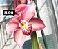 Orquídeas Cymbidium de Coleção com 3/4 bolbos cada - Miniatura 14