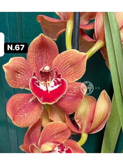 Orquídea Cymbidium coral