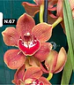 Orquídeas Cymbidium de Coleção com 3/4 bolbos cada - Miniatura 15