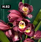 Orquídeas Cymbidium de Coleção com 3/4 bolbos cada - Miniatura 30