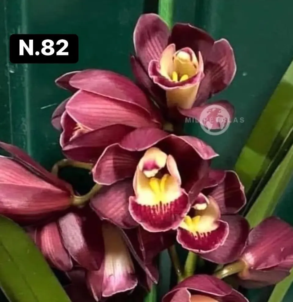 Orquídeas Cymbidium de Coleção com 3/4 bolbos cada 30