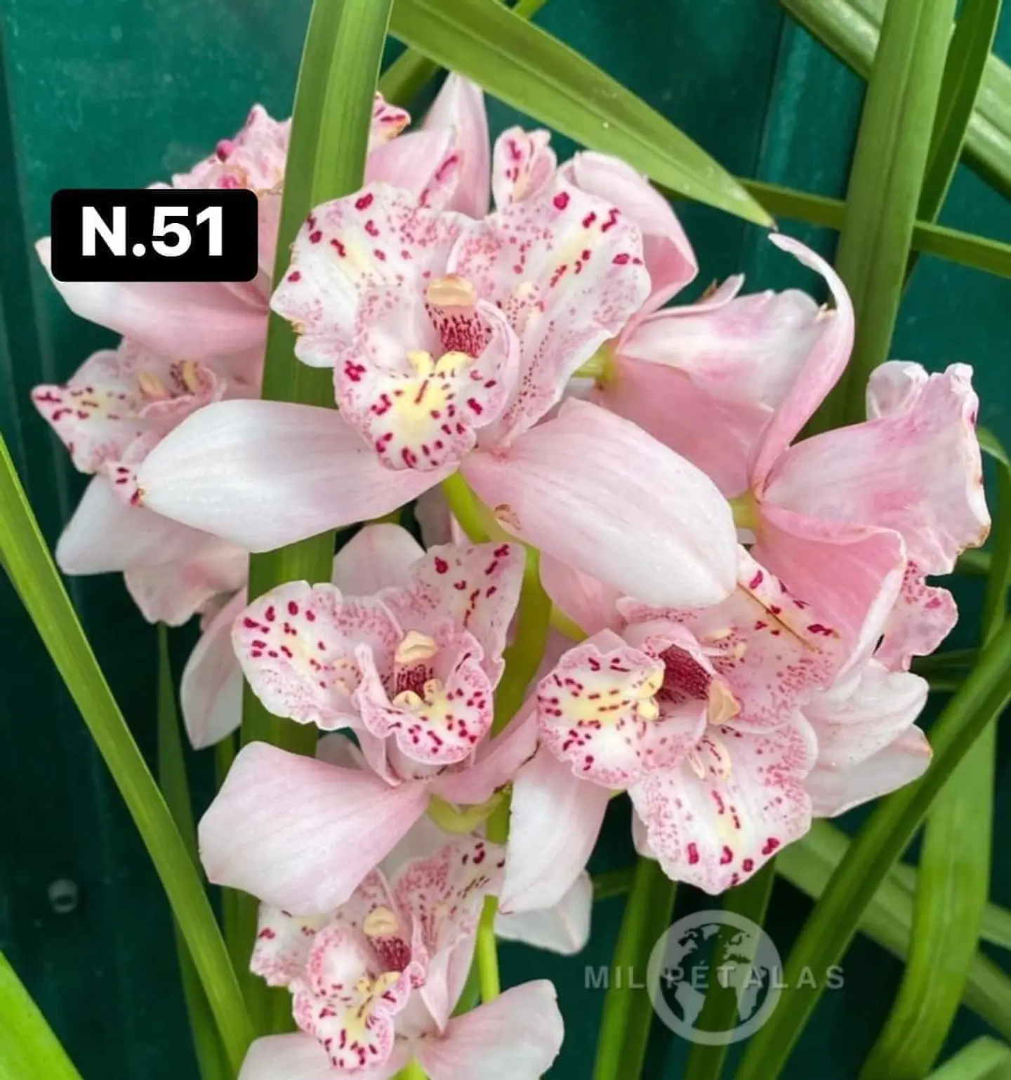 Orquídeas Cymbidium de Coleção com 3/4 bolbos cada 1