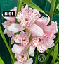 Orquídeas Cymbidium de Coleção com 3/4 bolbos cada - Miniatura 1