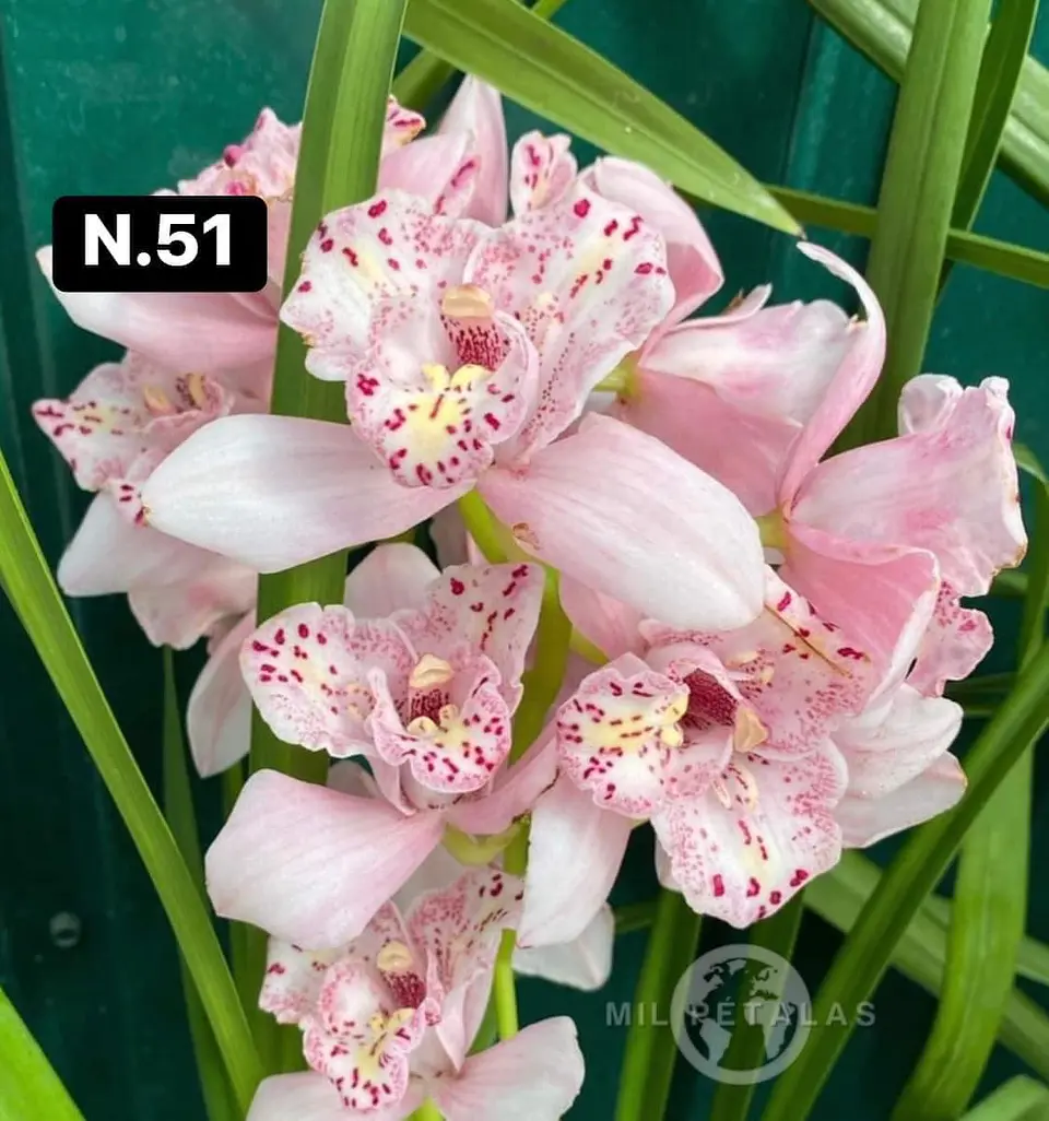 Orquídeas Cymbidium de Coleção com 3/4 bolbos cada 1