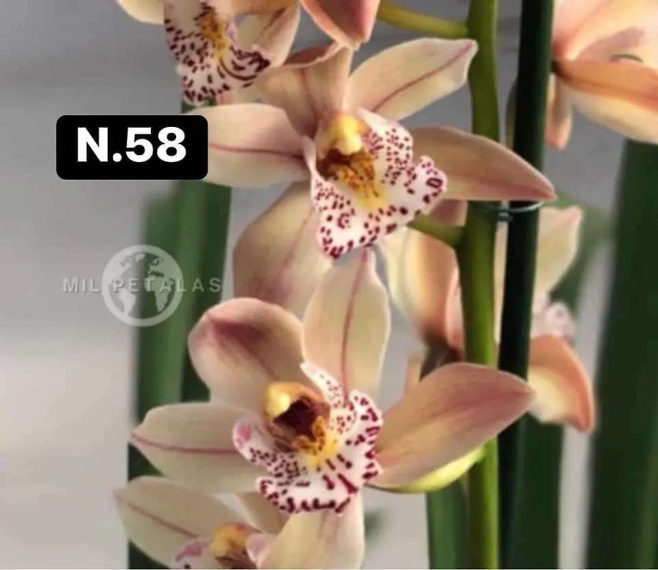 Orquídeas Cymbidium de Coleção com 3/4 bolbos cada 8