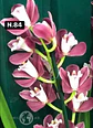 Orquídeas Cymbidium de Coleção com 3/4 bolbos cada - Miniatura 32