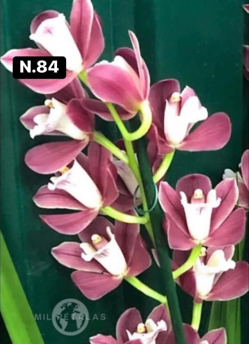 Orquídeas Cymbidium de Coleção com 3/4 bolbos cada 32