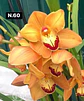Orquídeas Cymbidium de Coleção com 3/4 bolbos cada - Miniatura 10