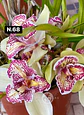 Orquídeas Cymbidium de Coleção com 3/4 bolbos cada - Miniatura 16