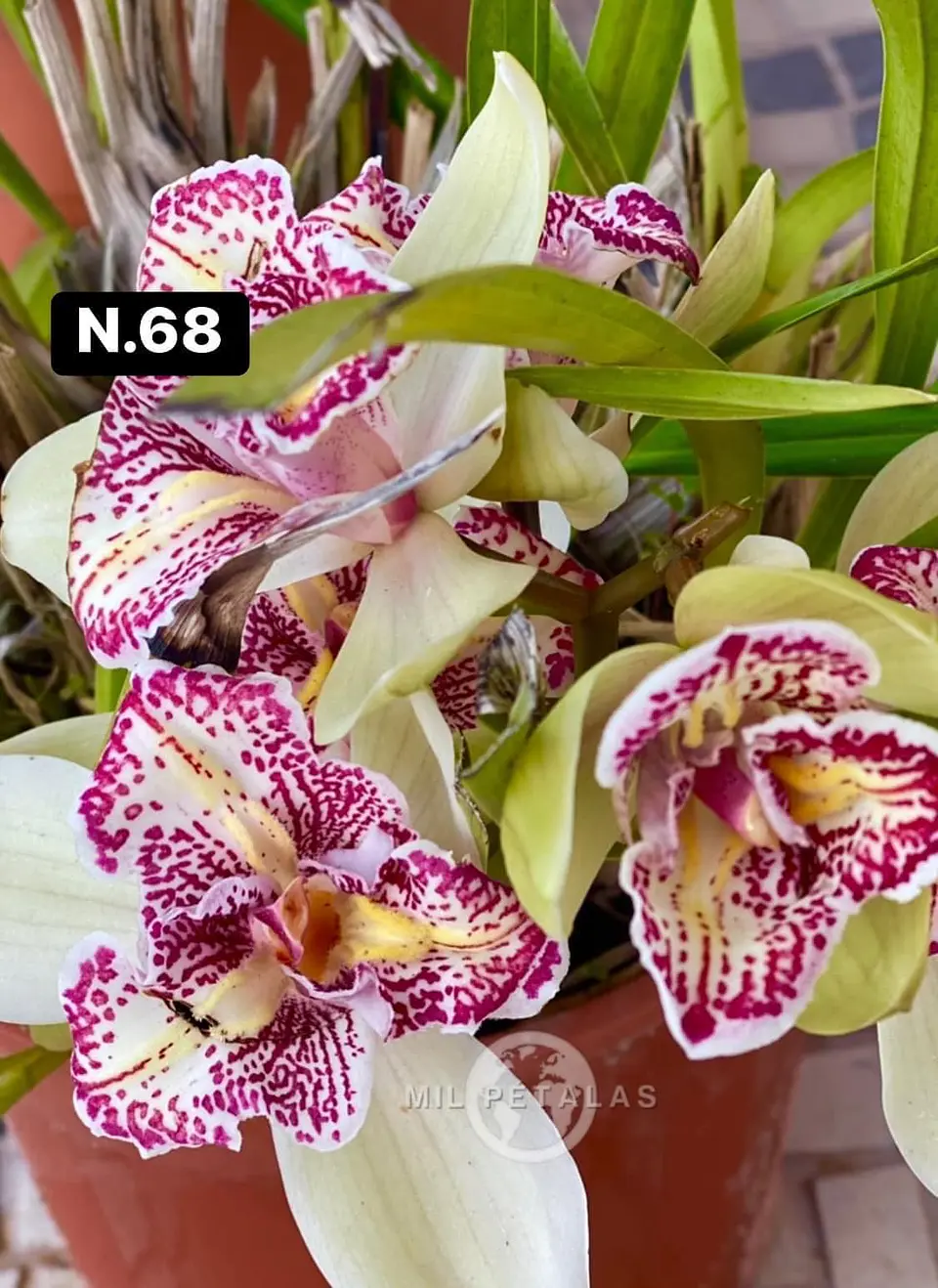 Orquídeas Cymbidium de Coleção com 3/4 bolbos cada 16