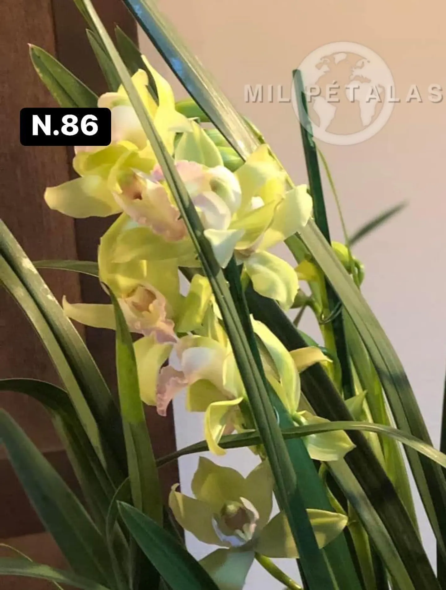 Orquídeas Cymbidium de Coleção com 3/4 bolbos cada 34