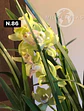 Orquídeas Cymbidium de Coleção com 3/4 bolbos cada - Miniatura 34