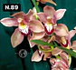 Orquídeas Cymbidium de Coleção com 3/4 bolbos cada - Miniatura 37