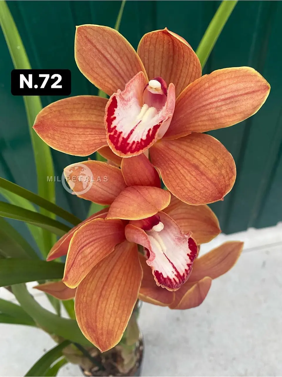 Orquídeas Cymbidium de Coleção com 3/4 bolbos cada 20