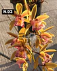 Orquídeas Cymbidium de Coleção com 3/4 bolbos cada - Miniatura 41