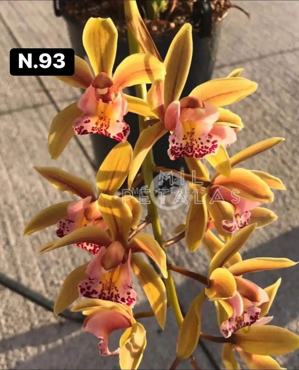Orquídeas Cymbidium de Coleção com 3/4 bolbos cada 41
