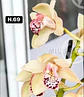 Orquídeas Cymbidium de Coleção com 3/4 bolbos cada - Miniatura 17