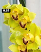 Orquídeas Cymbidium de Coleção com 3/4 bolbos cada - Miniatura 29