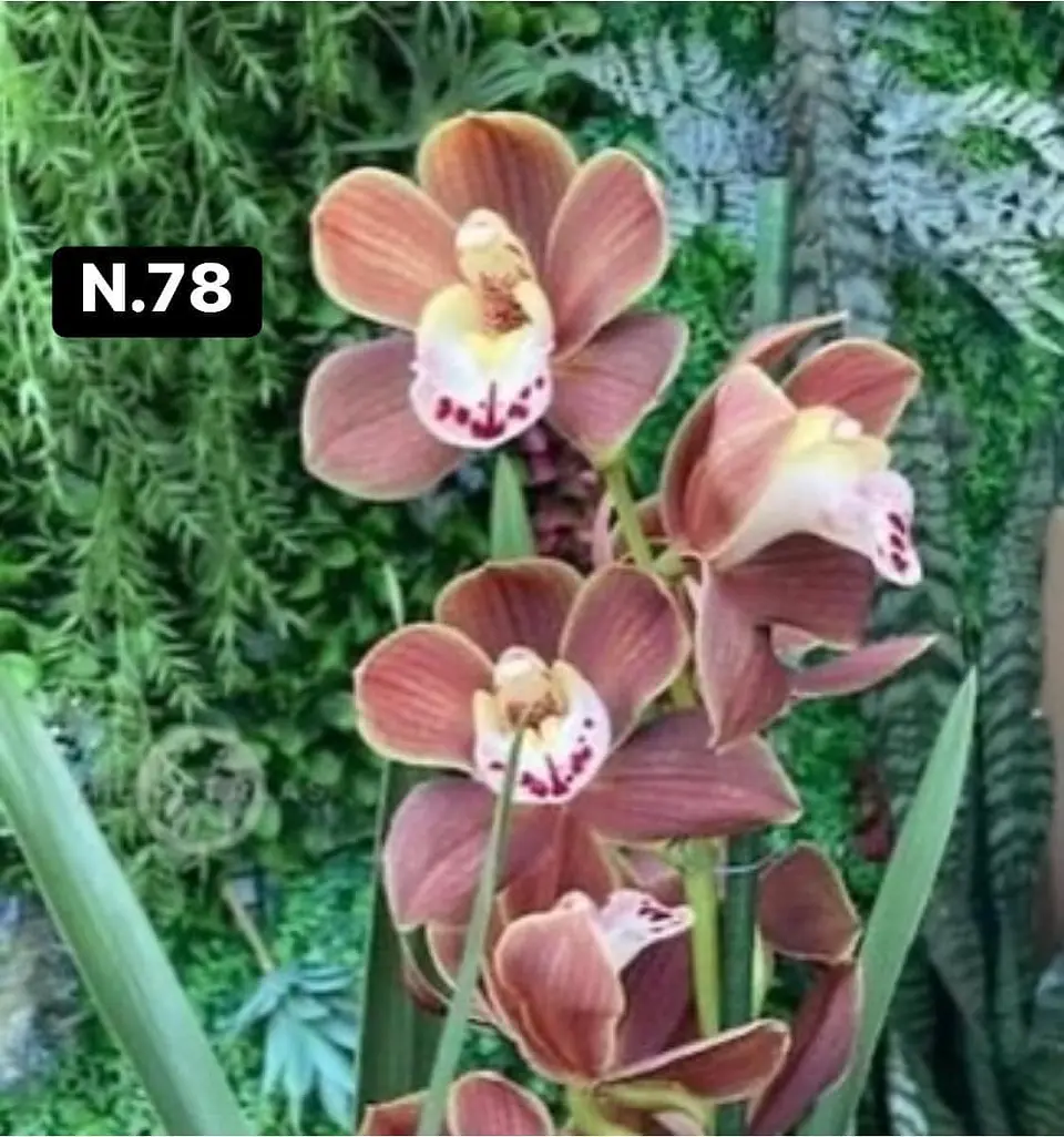 Orquídeas Cymbidium de Coleção com 3/4 bolbos cada 26