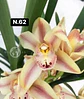 Orquídeas Cymbidium de Coleção com 3/4 bolbos cada - Miniatura 12