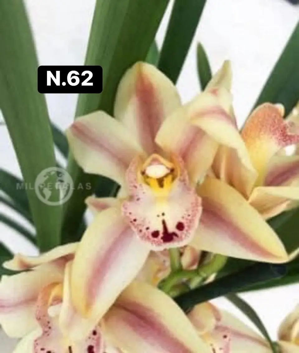 Orquídeas Cymbidium de Coleção com 3/4 bolbos cada 12