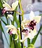 Orquídeas Cymbidium de Coleção com 3/4 bolbos cada - Miniatura 18