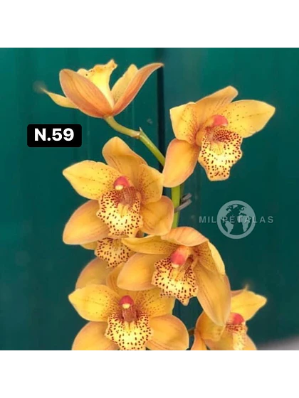 Orquídea Cymbidium laranja