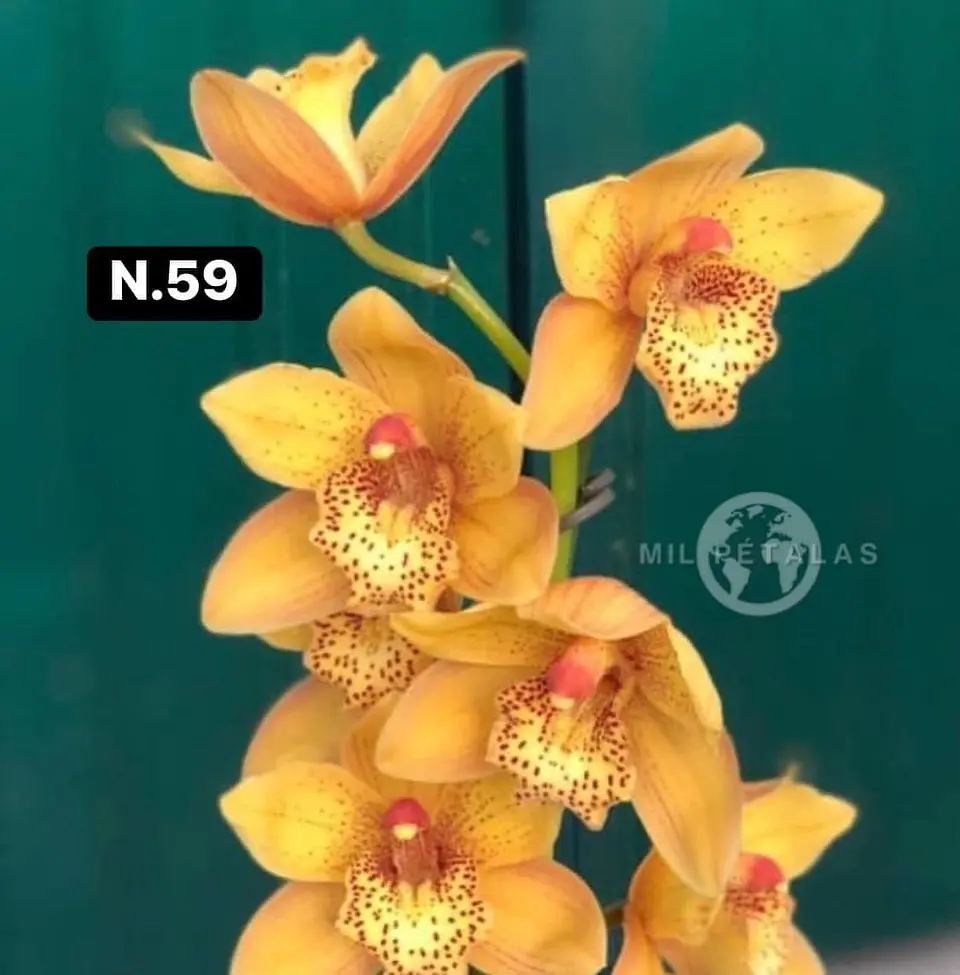 Orquídeas Cymbidium de Coleção com 3/4 bolbos cada 9