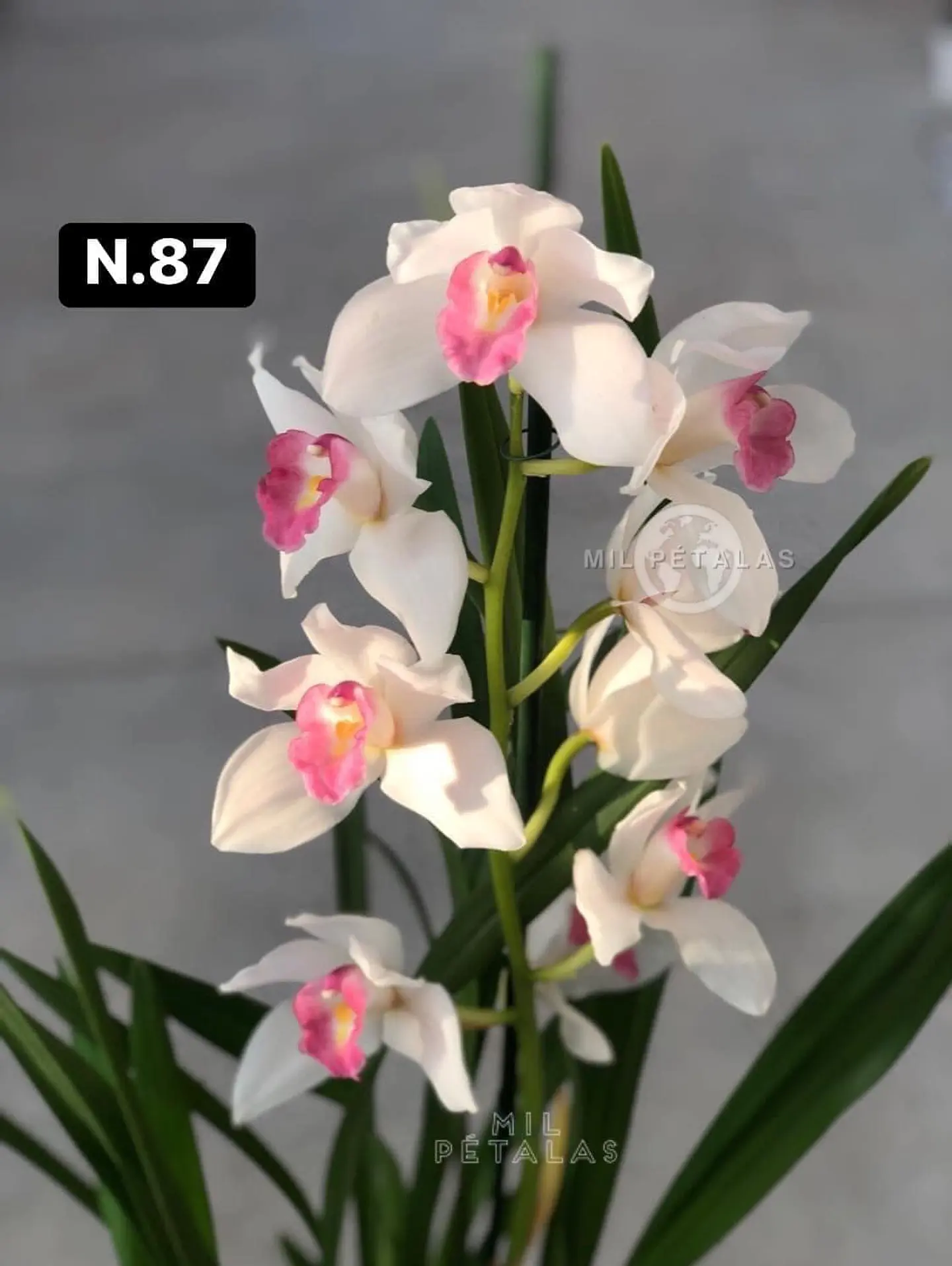 Orquídeas Cymbidium de Coleção com 3/4 bolbos cada 35