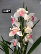 Orquídeas Cymbidium de Coleção com 3/4 bolbos cada - Miniatura 35