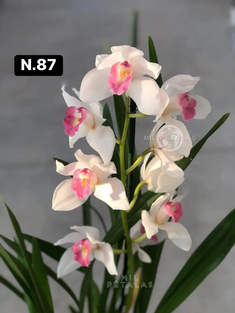 Orquídeas Cymbidium de Coleção com 3/4 bolbos cada 35