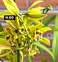 Orquídeas Cymbidium de Coleção com 3/4 bolbos cada - Miniatura 28