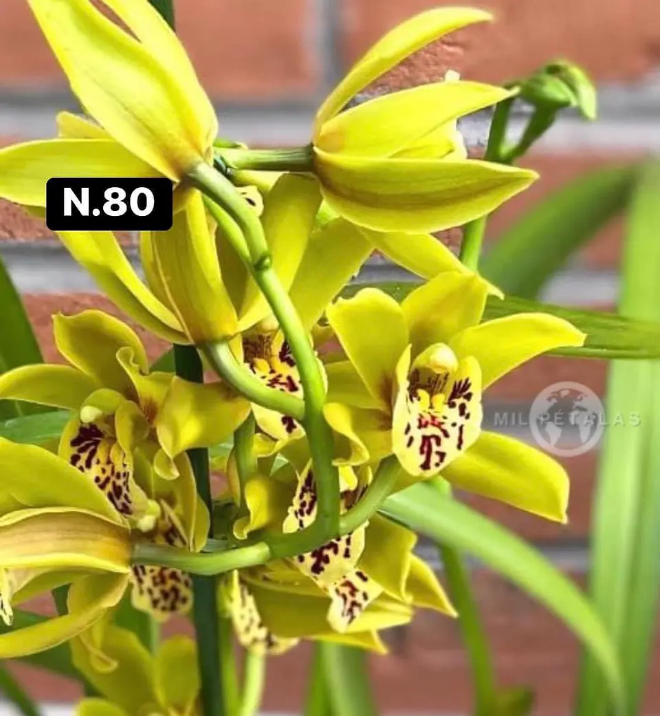 Orquídeas Cymbidium de Coleção com 3/4 bolbos cada 28