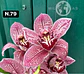 Orquídeas Cymbidium de Coleção com 3/4 bolbos cada - Miniatura 27